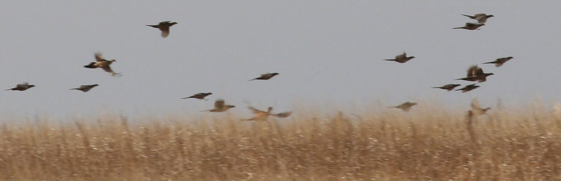 Great Habitat all around. Great Habitat all around.