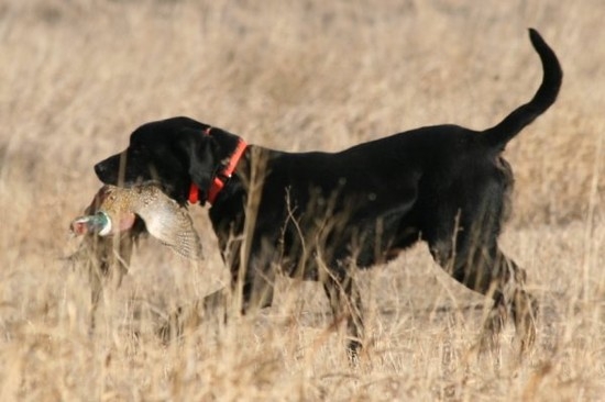 About the Breed About the Breed