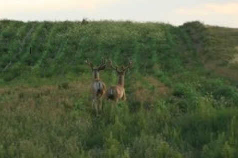 General Scenery General Scenery