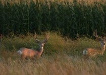 Pheasant City Lodge Deer photo gallery.