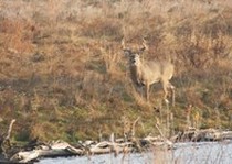 Pheasant City Lodge Deer photo gallery.