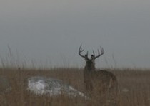 Pheasant City Lodge Deer photo gallery.