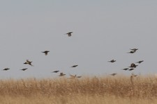 Pheasant Flush in switchgrass