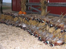 A productive fall hunt at Pheasant City!