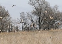 Pheasant City Lodge Pheasant photo gallery.