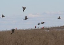 Pheasant City Lodge Pheasant photo gallery.