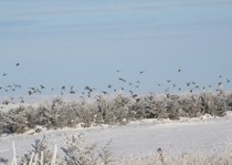 Pheasant City Lodge Pheasant photo gallery.