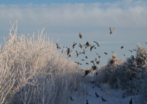 Pheasant City Lodge Pheasant photo gallery.