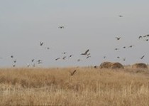 Pheasant Habitat