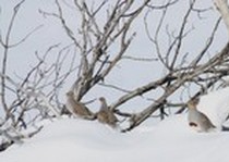 Pheasant City Lodge Scenery Habitat photo gallery.