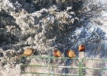 Pheasant City Lodge Scenery Habitat photo gallery.