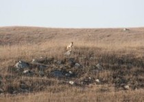 Pheasant City Lodge Scenery Habitat photo gallery.