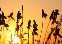 Pheasant City Lodge Scenery Habitat photo gallery.